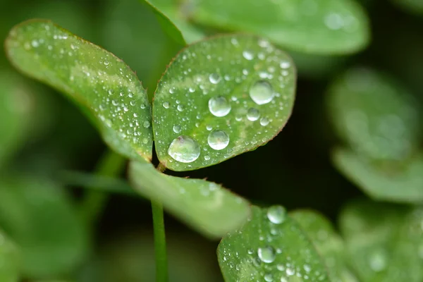 Makro piękne koniczyny na zielonym tle — Zdjęcie stockowe