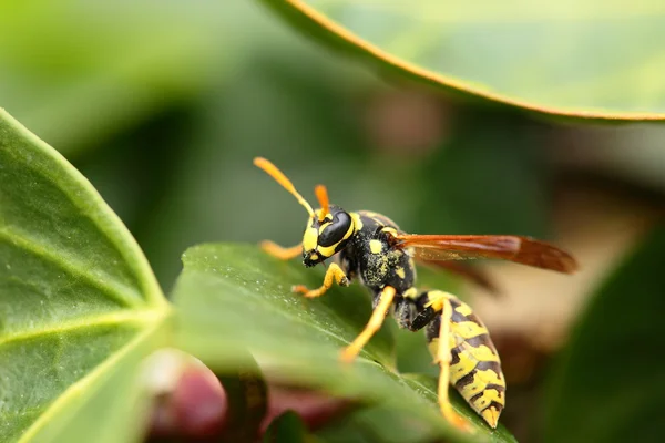 大規模なスズメバチの自然な背景のクローズ アップ — ストック写真