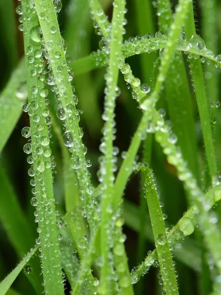 Свежая зеленая трава пшеницы с капельками росы на макрофоне — стоковое фото