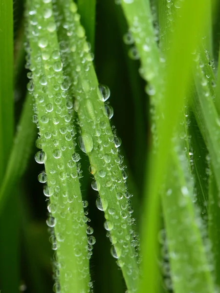 Färska gröna vetegräs med droppar dagg på makro bakgrund — Stockfoto
