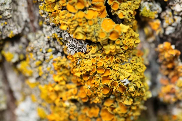 Primo piano di un fungo giallo su corteccia di albero — Foto Stock