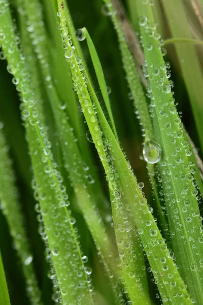 Verse groene tarwe gras met druppels dauw op macro achtergrond — Stockfoto