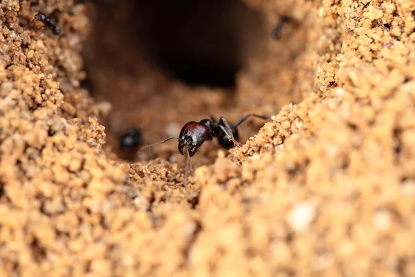 Formika semut Soldier dalam makro — Stok Foto