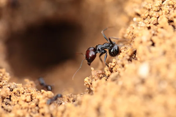 Στρατιώτης μυρμήγκι formica σε μακροεντολή — Φωτογραφία Αρχείου