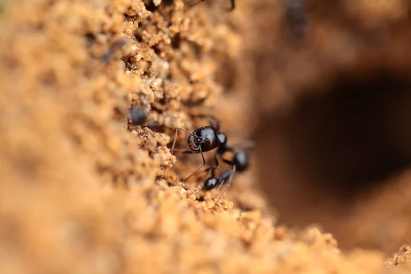Voják mravence formica v makru — Stock fotografie