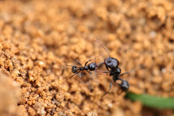 Солдатская муравьиная муравьиная форма в макро — стоковое фото