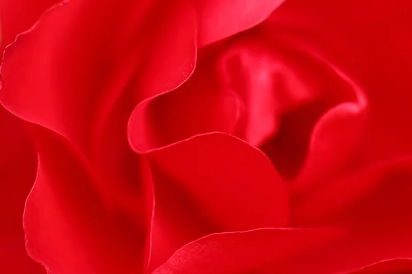Belle rose rouge gros plan — Photo