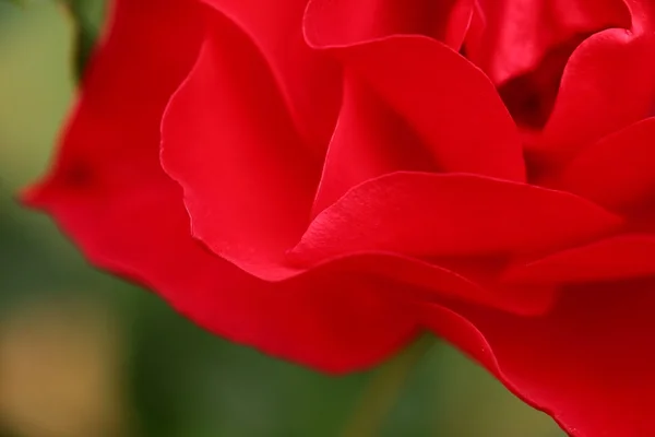 Όμορφο κοντινό κόκκινο τριαντάφυλλο — Φωτογραφία Αρχείου