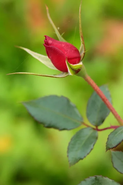 美丽的近视红玫瑰 — 图库照片