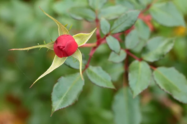 Hermosa rosa roja de cerca —  Fotos de Stock