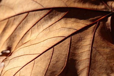 Makro'sonbahar yaprakları