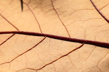 Makro'sonbahar yaprakları