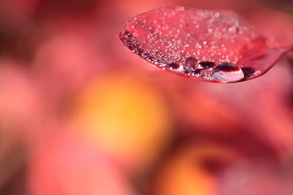 Orvalho nas folhas de flor vermelha — Fotografia de Stock