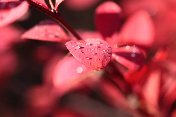 Rugiada sulle foglie del fiore rosso — Foto Stock