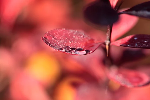 Гниль на листьях красного цветка — стоковое фото