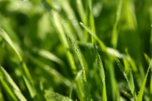 Erba fresca verde con gocce d'acqua — Foto Stock