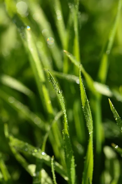 新鲜的绿草，点滴的水 — 图库照片