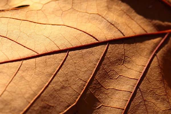 Makro auf Herbstlaub — Stockfoto