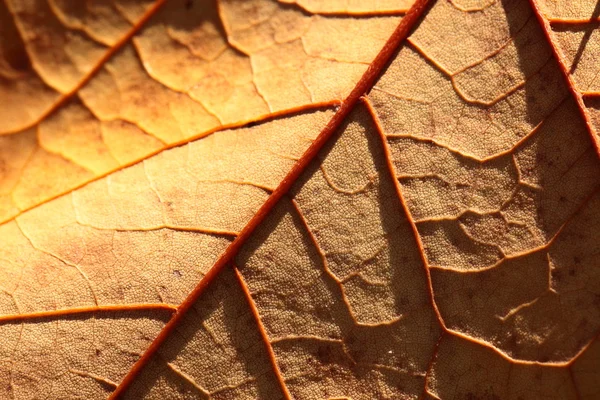 葉は秋にマクロ — ストック写真