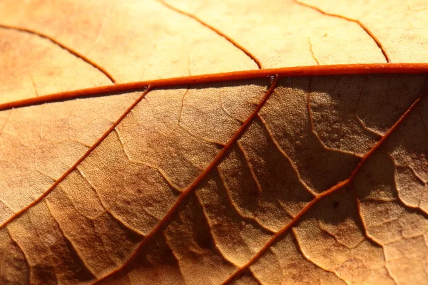 Macro op herfst gebladerte — Stockfoto