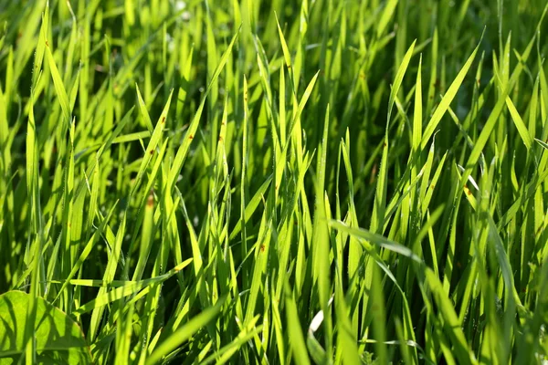 Vers groen gras met druppels water — Stockfoto