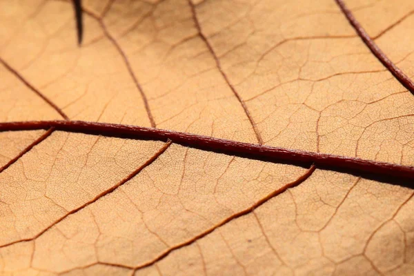 Μακροεντολή σε φύλλα το φθινόπωρο — Φωτογραφία Αρχείου