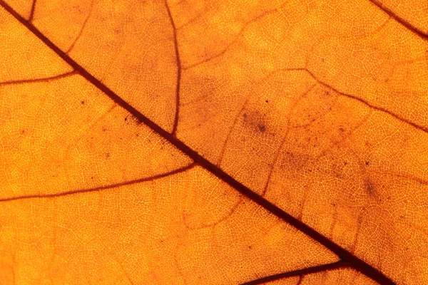 Μακροεντολή σε φύλλα το φθινόπωρο — Φωτογραφία Αρχείου