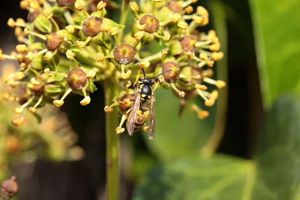 Avispa recogiendo polen de una flor del árbol — Foto de Stock