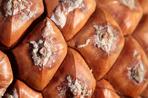 Horizontal full frame macro of a cone — Stock Photo, Image