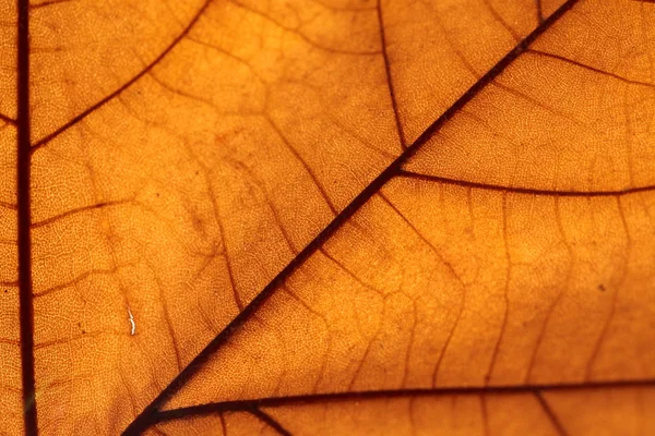 Makro na jesień liści — Zdjęcie stockowe