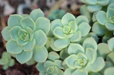 aloe tencerede closeup