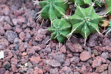 Uzun dikenli küre şeklindeki kaktüsleri kapatın.