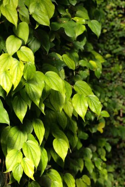 Siyah arkaplanda yeşil yapraklar