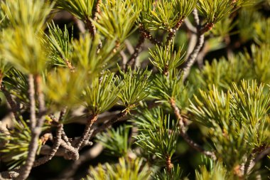 bonsai yeşil zemin üzerine closeup