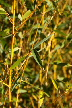 Bambu ormanı arka plan.