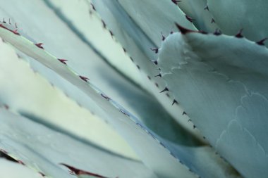 keskin sivri agav bitki birlikte demetler halinde bırakır.