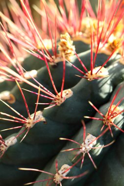 Uzun dikenli küre şeklindeki kaktüsleri kapatın.