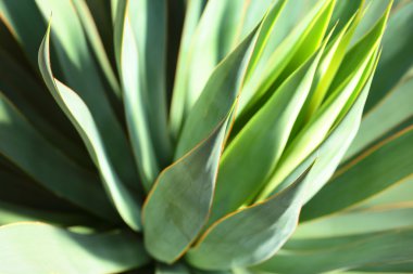 keskin sivri agav bitki birlikte demetler halinde bırakır.