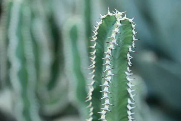 Gros plan de cactus en forme de globe avec de longues épines — Photo