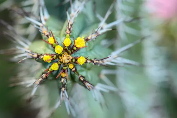 Close up van globe vormige cactus met lange doornen — Stockfoto