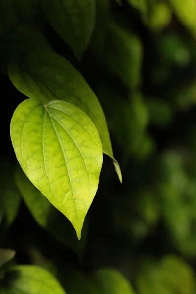 검은 배경의 푸른 잎 — 스톡 사진