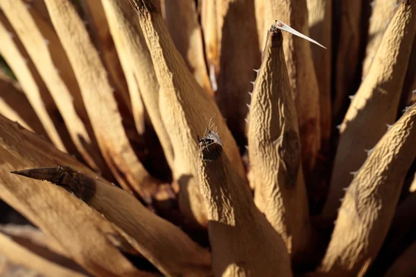 Feuilles de plantes d'agave pointues groupées . — Photo