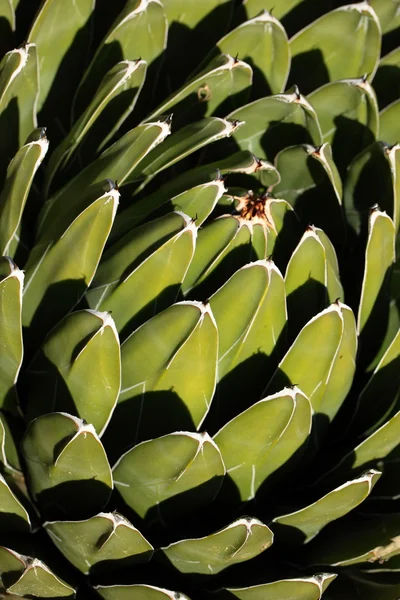 Agave växer på vulkanisk aska — Stockfoto