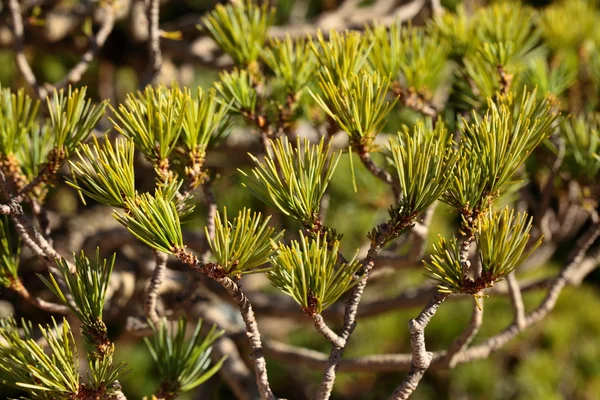 Närbild av bonsai på grön bakgrund — Stockfoto