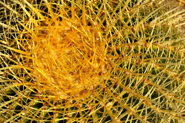 Primo piano di cactus a forma di globo con spine lunghe — Foto Stock