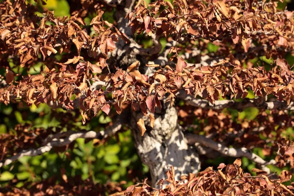 Bonsai yeşil zemin üzerine closeup — Stok fotoğraf