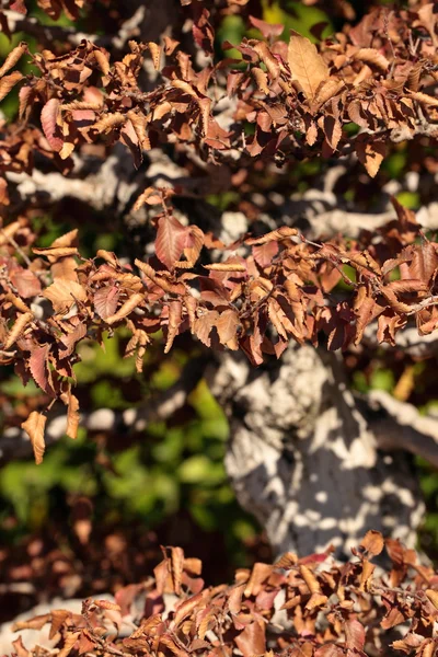 Närbild av bonsai på grön bakgrund — Stockfoto