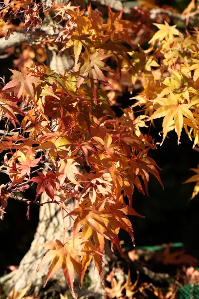 Close-up van bonsai op groene achtergrond — Stockfoto