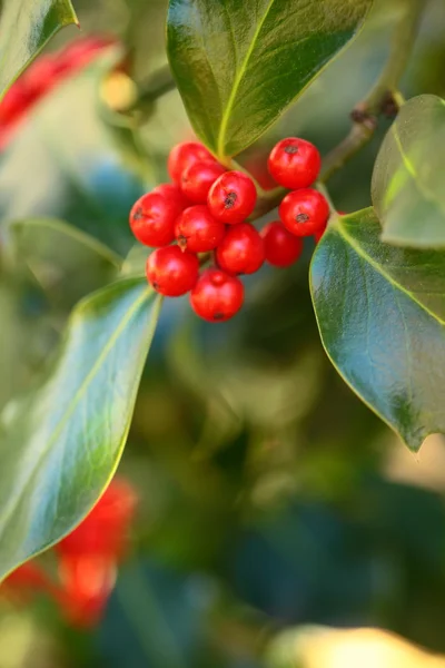 Zweig der Europäischen Stechpalme (ilex aquifolium)) — Stockfoto