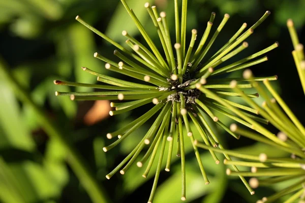 Green plants — Stock Photo, Image